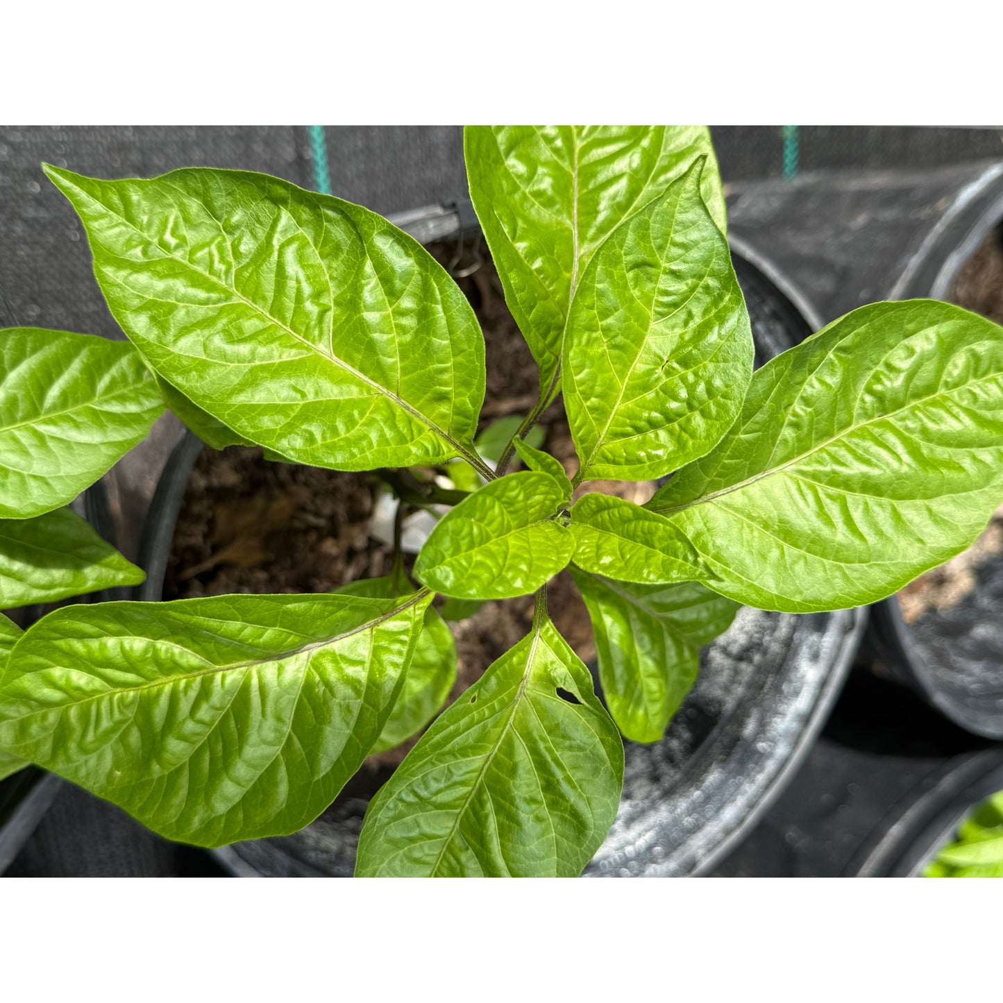 Graines de piment Little Bastard