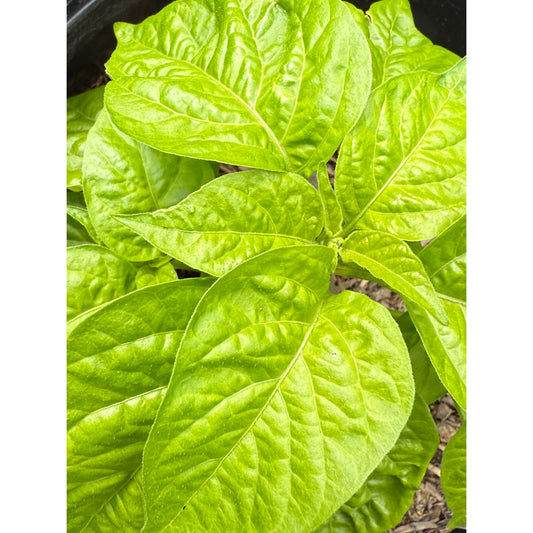 Lucifer's Lemons Hot Pepper Seeds