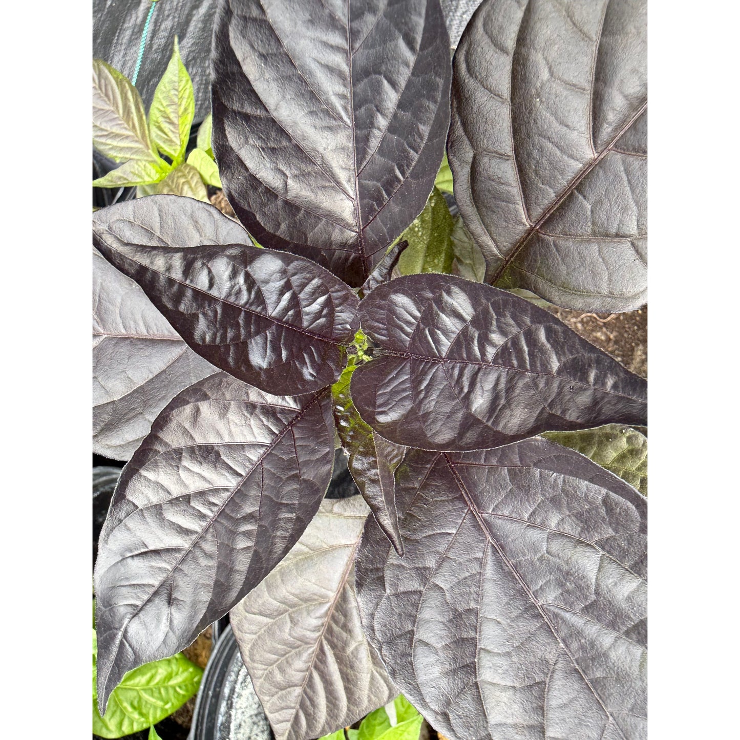 Chocolat Malibu - Graines de piment fort