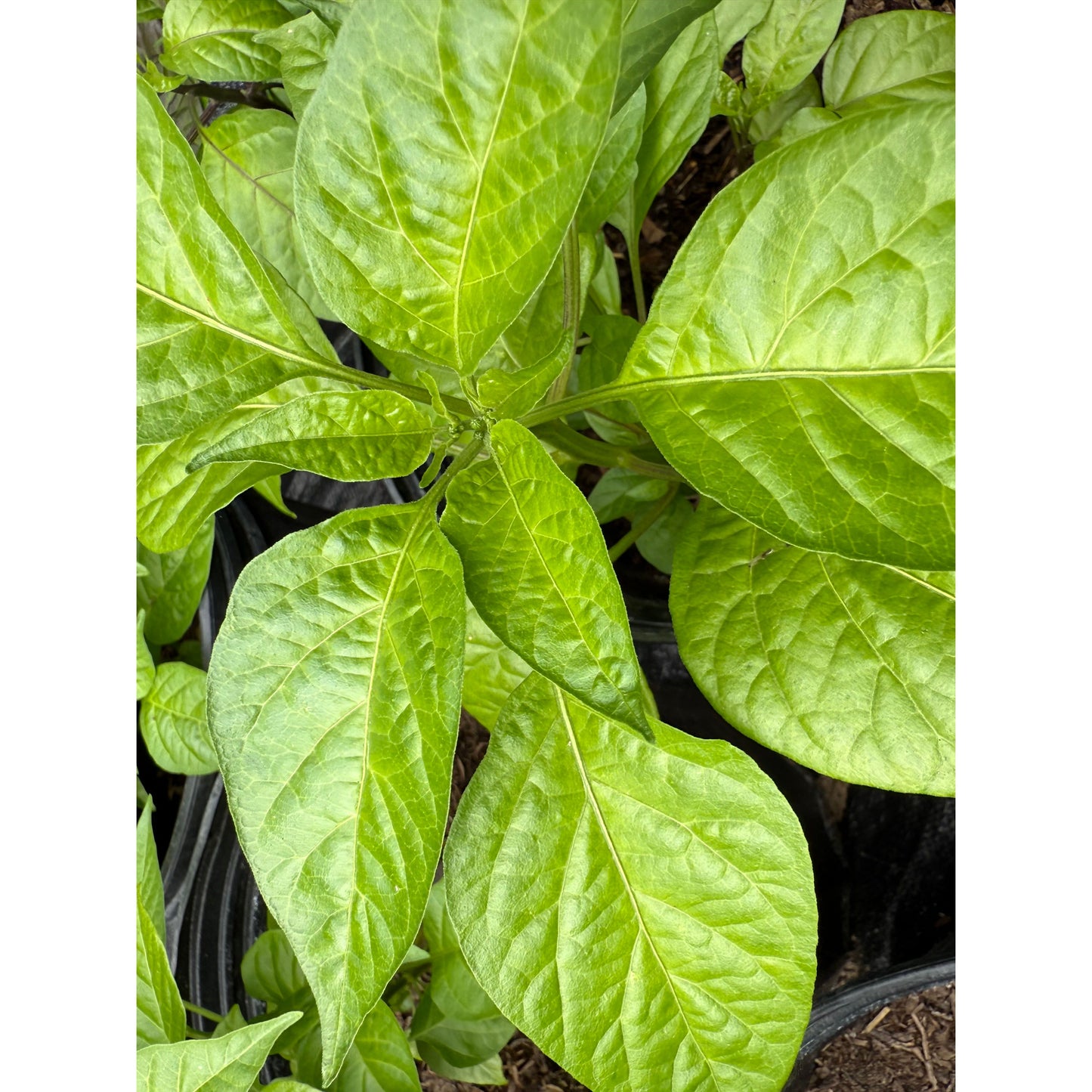 Graines de piment fort Malibu Red F3