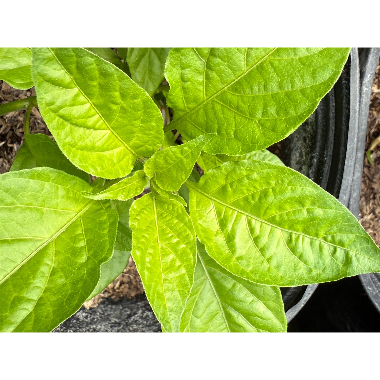 Graines de piment fort MA Pale Rider