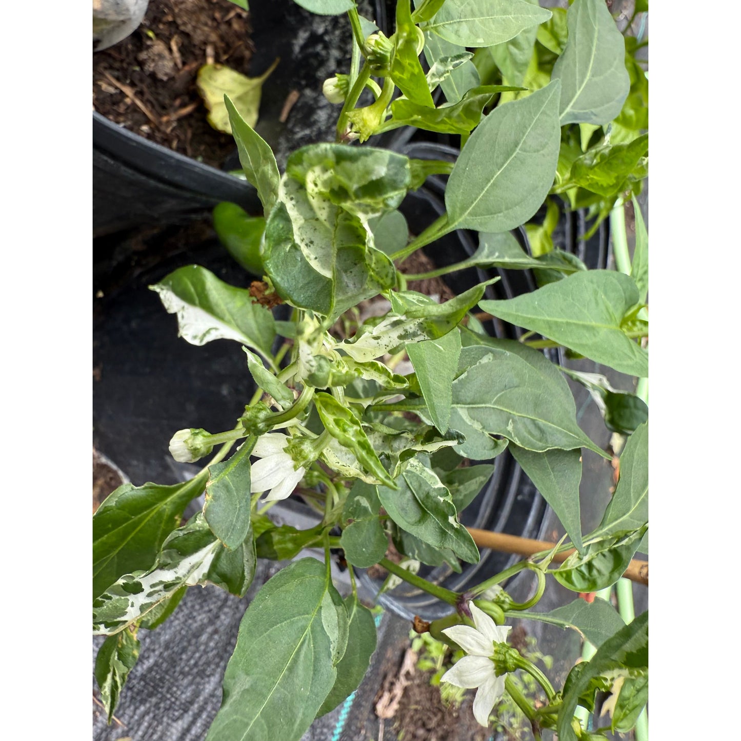 Graines de piment fort Mattapẽno F4
