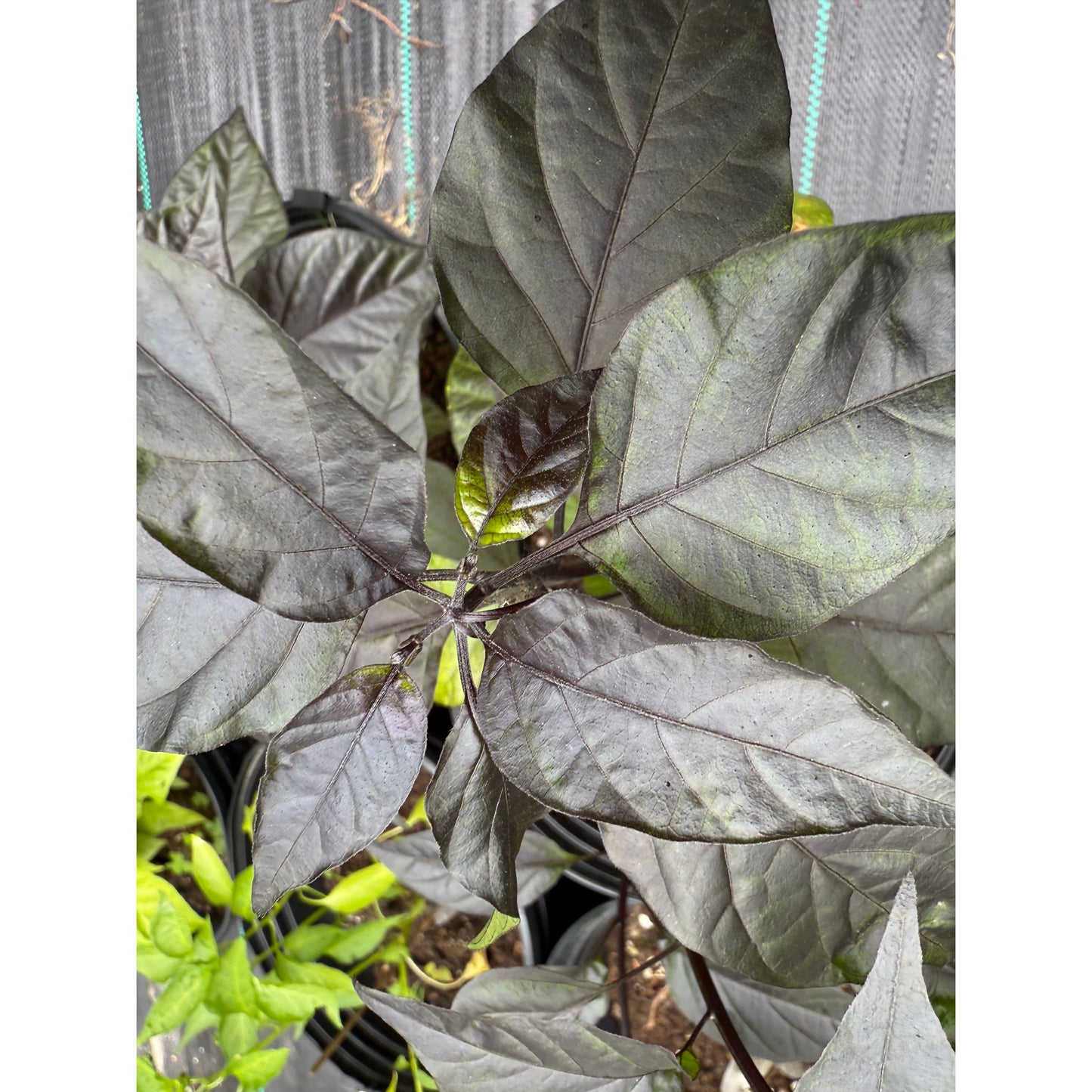 Graines de piment noir Mojo