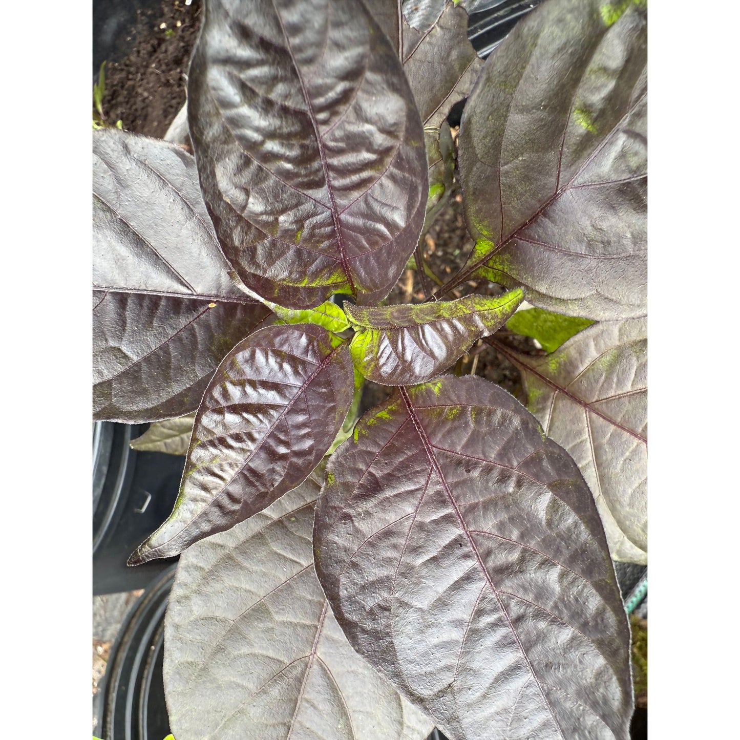 Graines de piment fort Moruga - Blackjack
