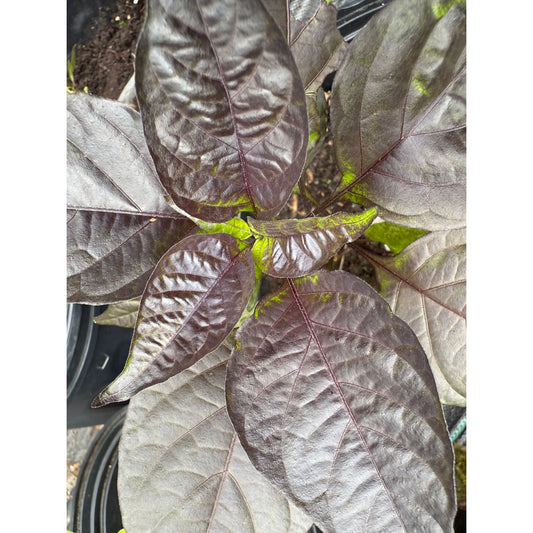 Graines de piment fort Moruga - Blackjack