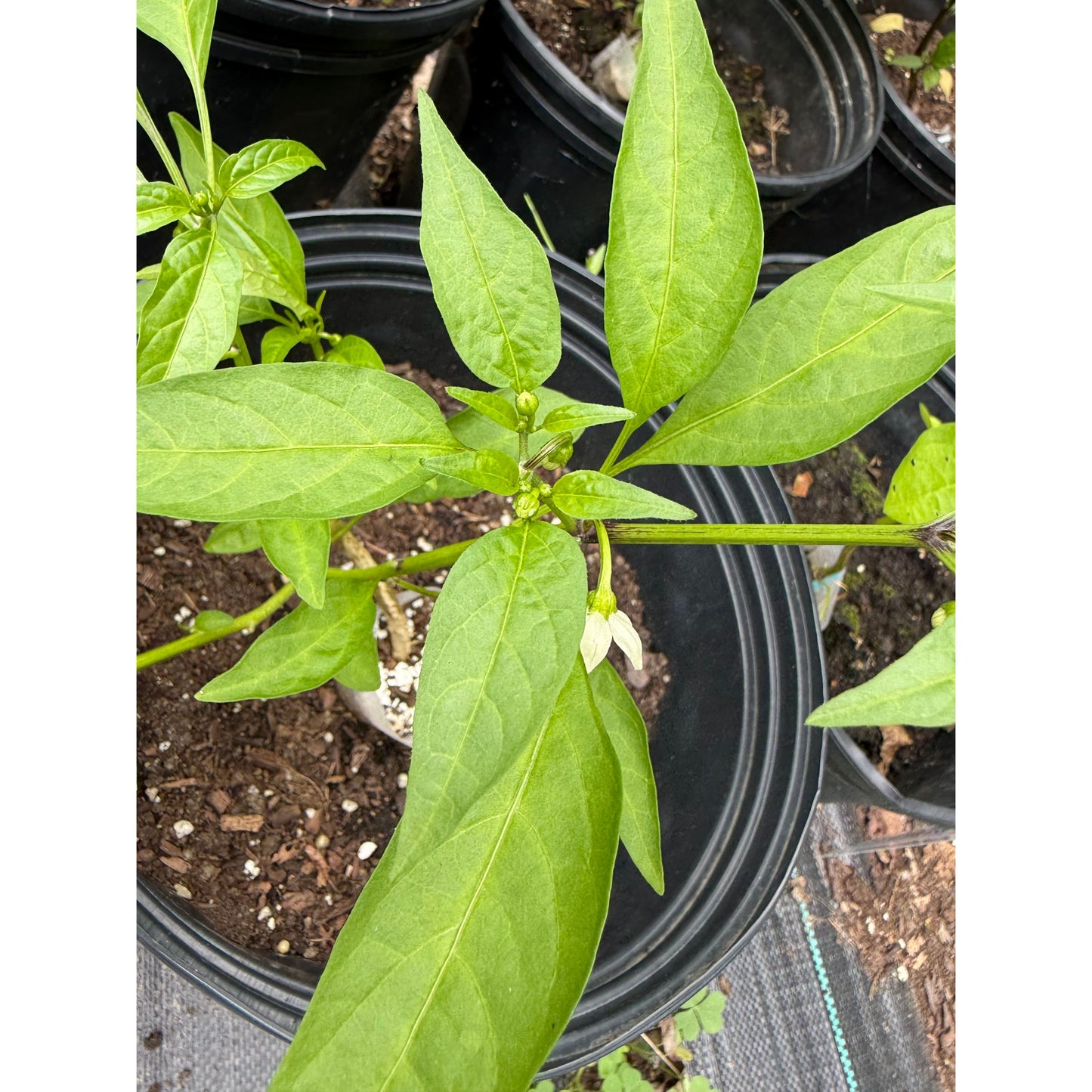 Graines de piment violet Mulato Isleño Poblano