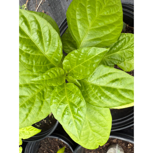 Naga - Black Giant Hot Pepper Seeds