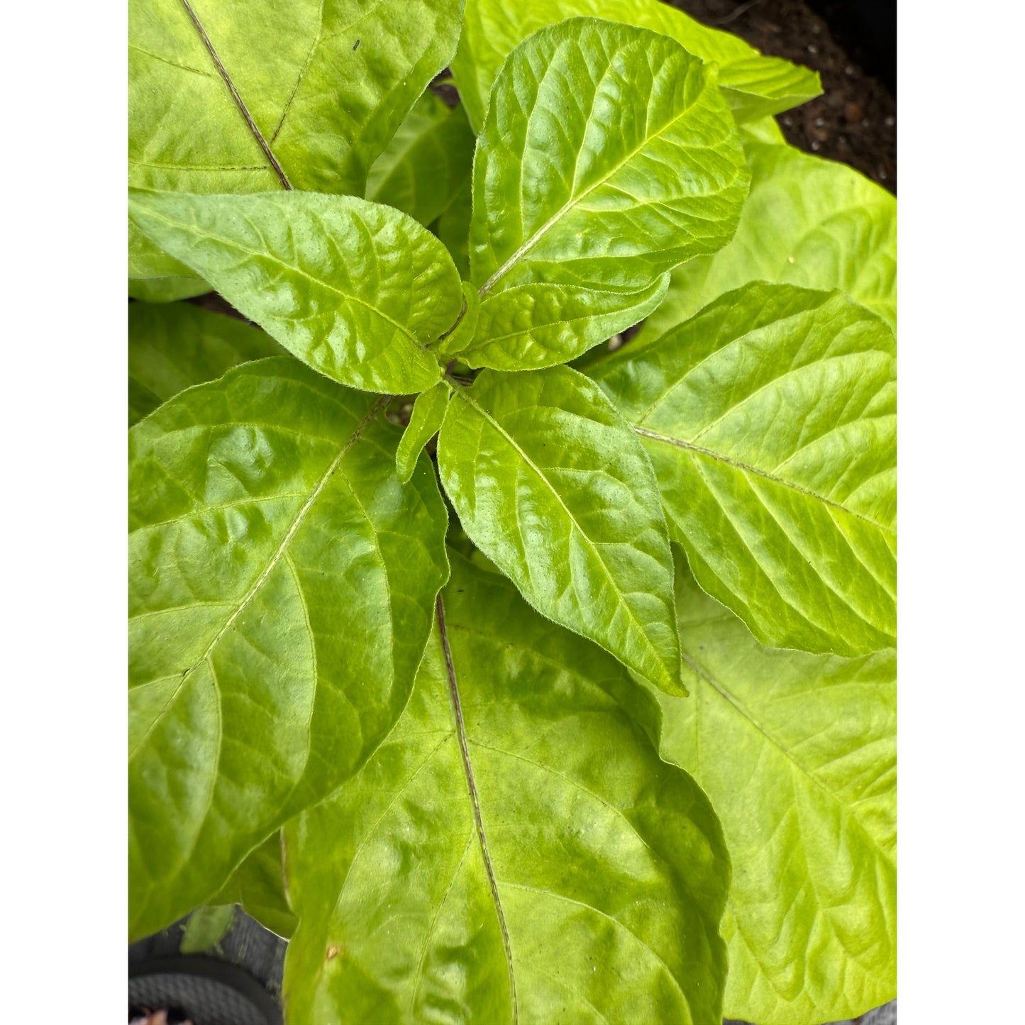 Graines de piment fort Naglah Beast Caramel