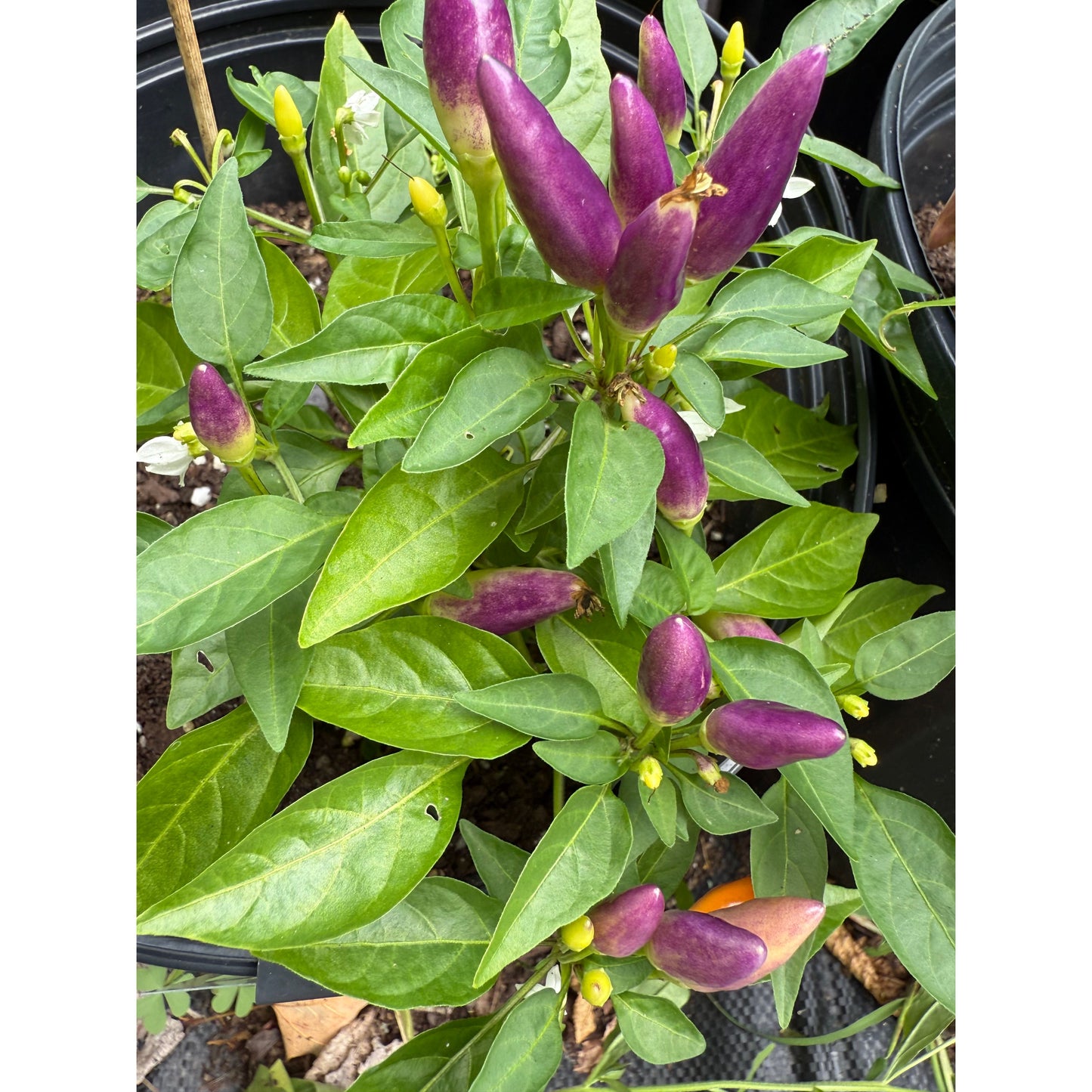 Graines de piment fort Numex pour la Journée de la Terre