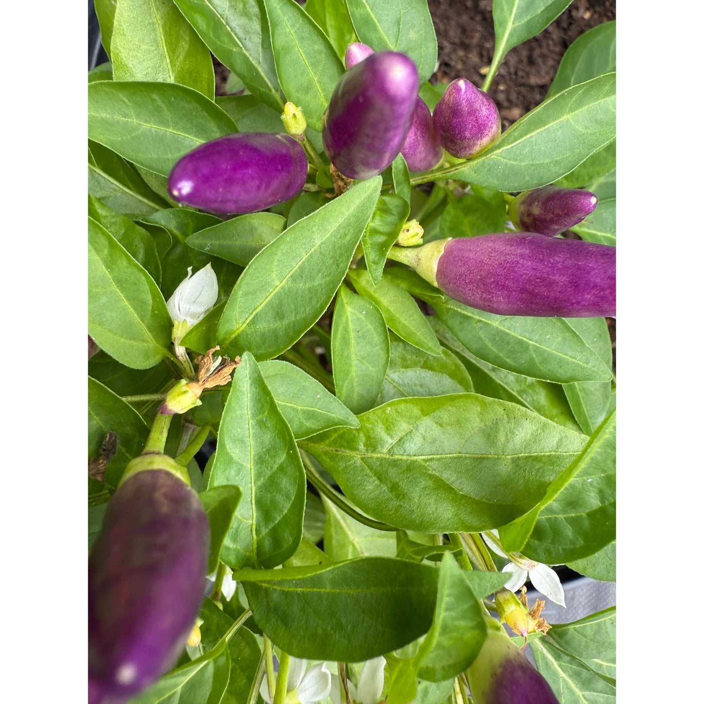 Graines de piment fort Numex Easter