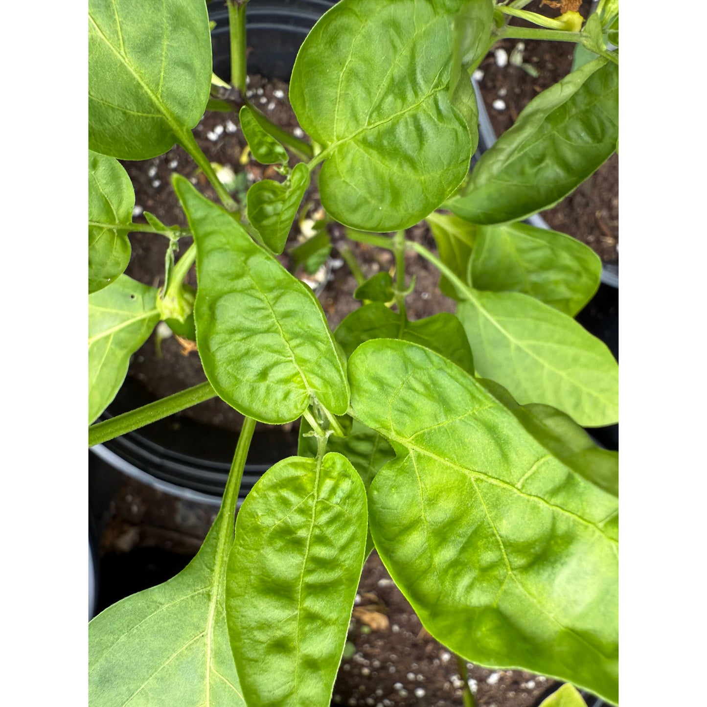 Graines de piment fort Numex Jalmundo