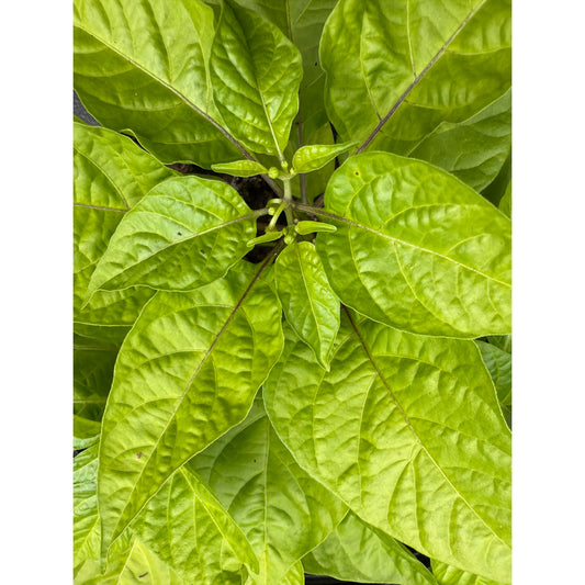 Ojeenmma Hot Pepper Seeds