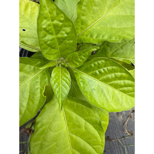 Orange Ribbon Hot Pepper Seeds