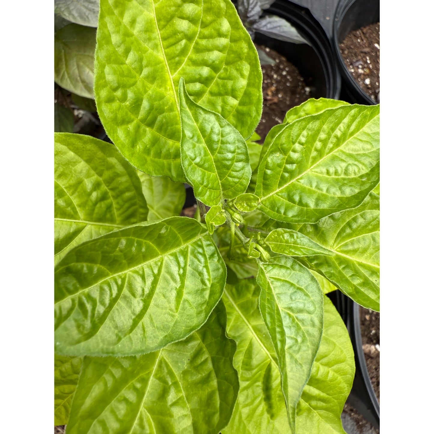 Graines de piment fort Orange Ripple