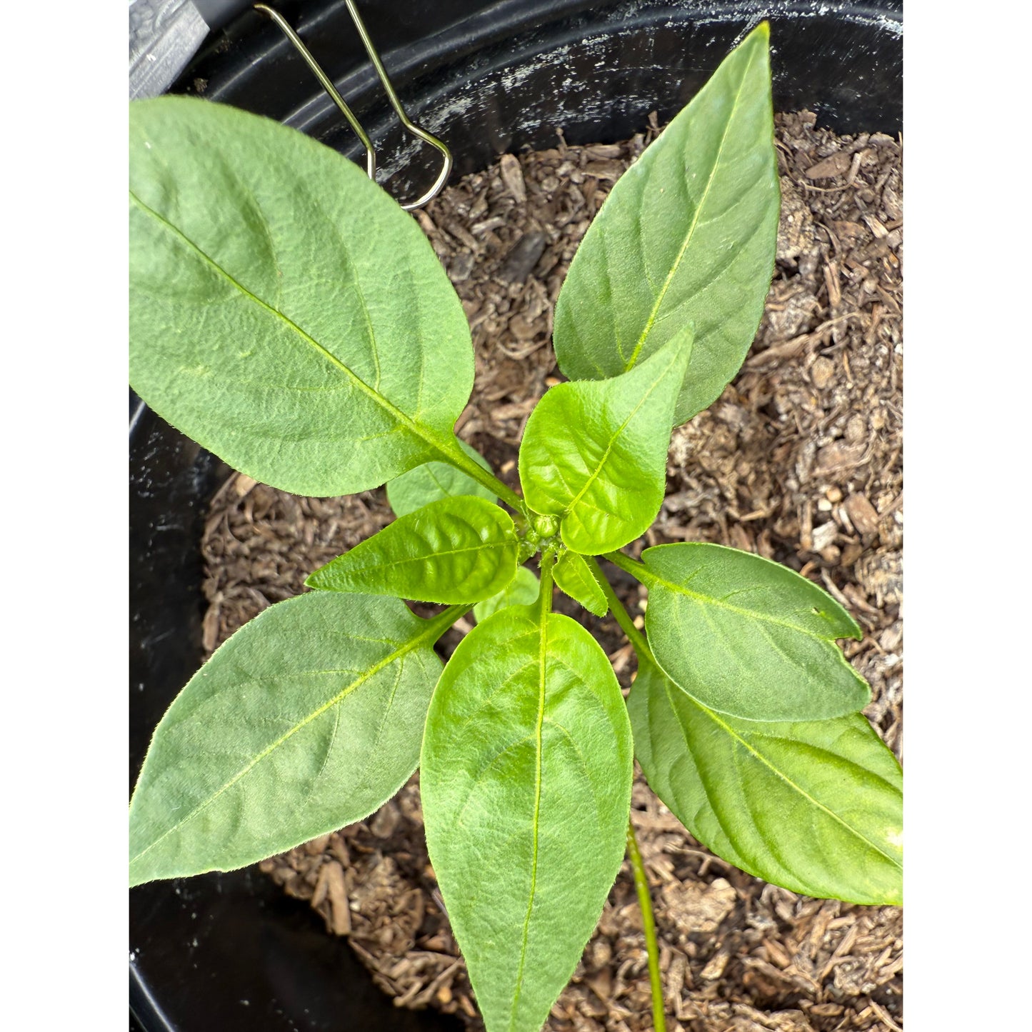 Paprika - Mini graines de piment fort