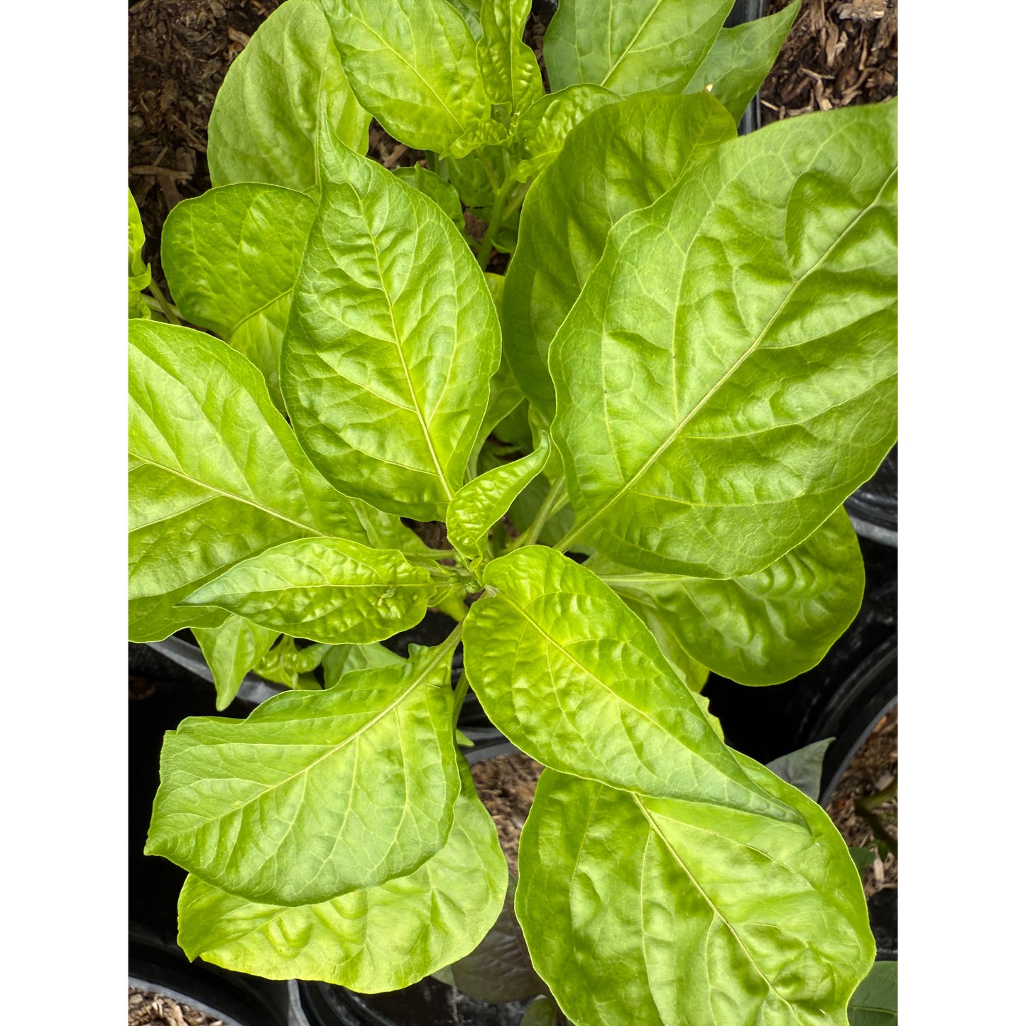 Graines de piment fort Peach Miasma