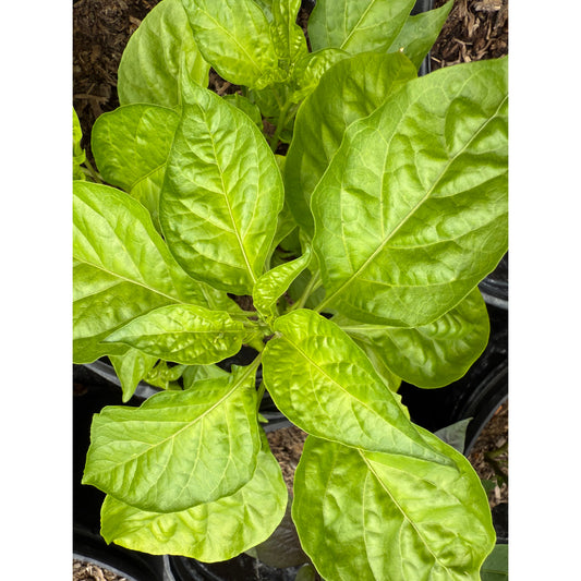 Graines de piment fort Peach Miasma