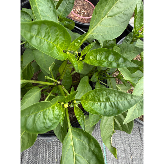 Peppadew Orange Hot Pepper Seeds