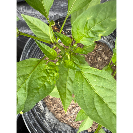 Pepperoncini - Italian Hot Pepper Seeds