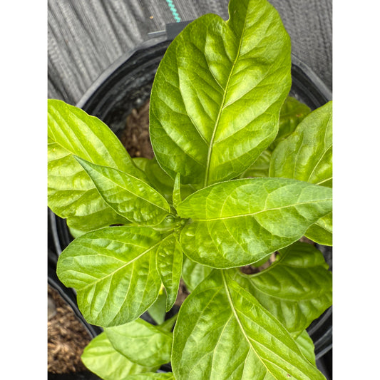 Pepper XXX - Hot Pepper Seeds