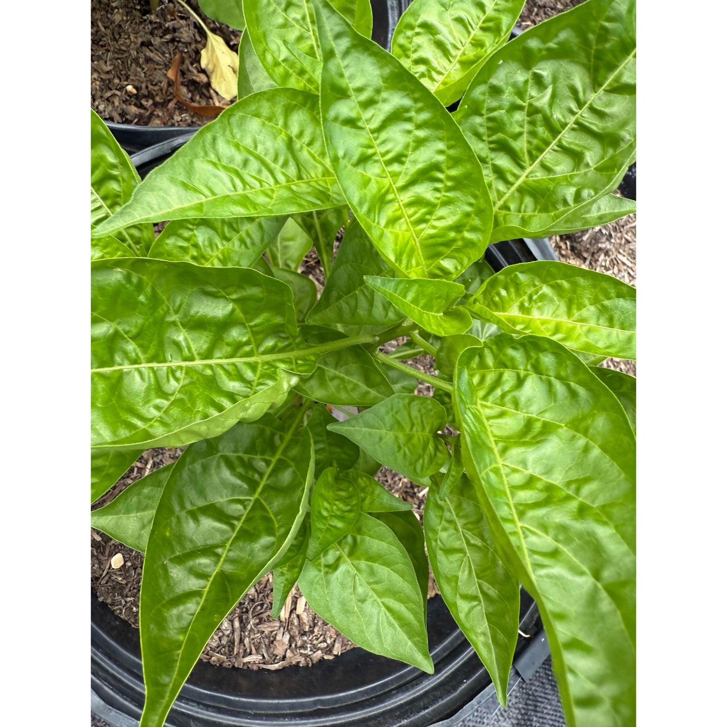Graines de piment peri-peri