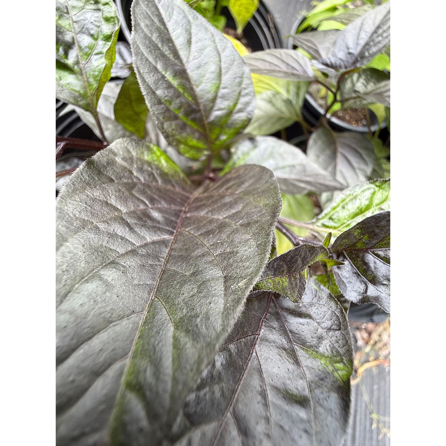 Graines de Piment Pimenta de Nyde