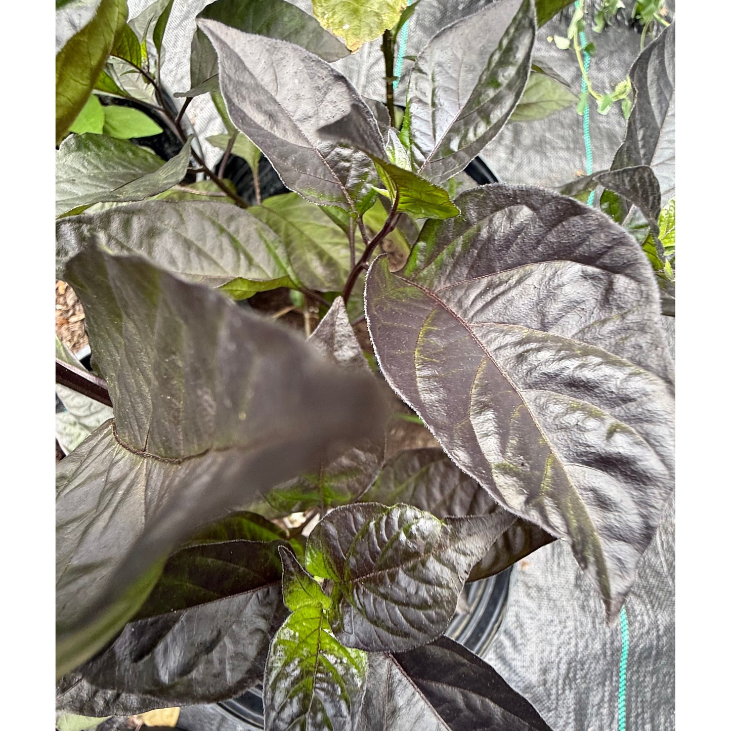 Graines de piment Sparanise Pimenta