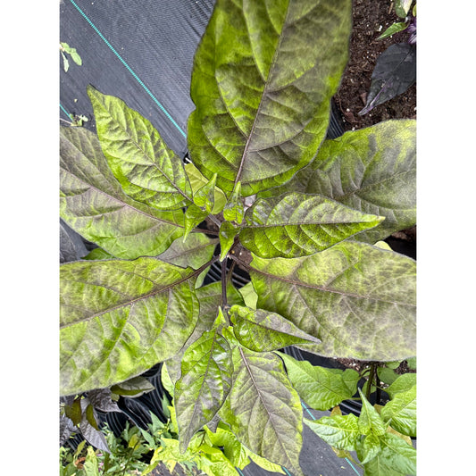 Pink Spiral - Red Long Hot Pepper Seeds