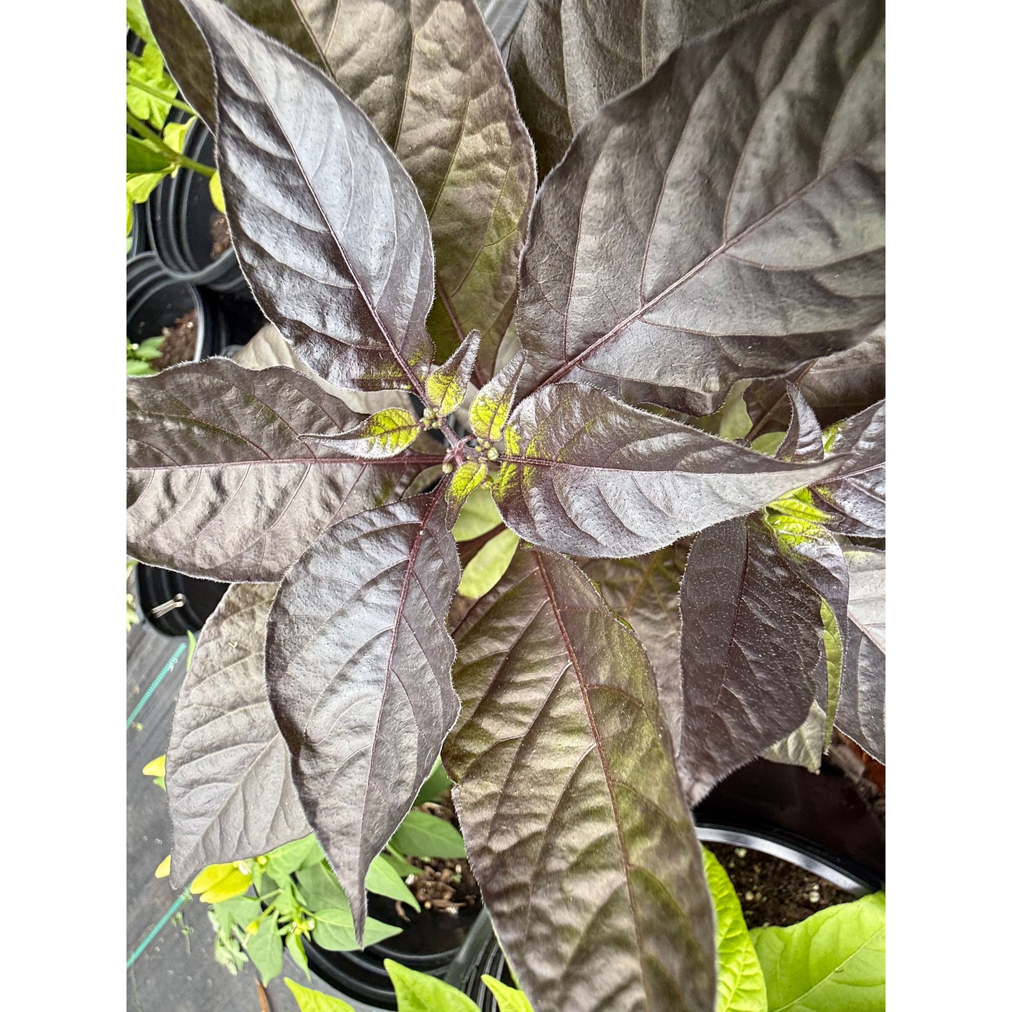 Graines de piment fort Pink Voltron F5