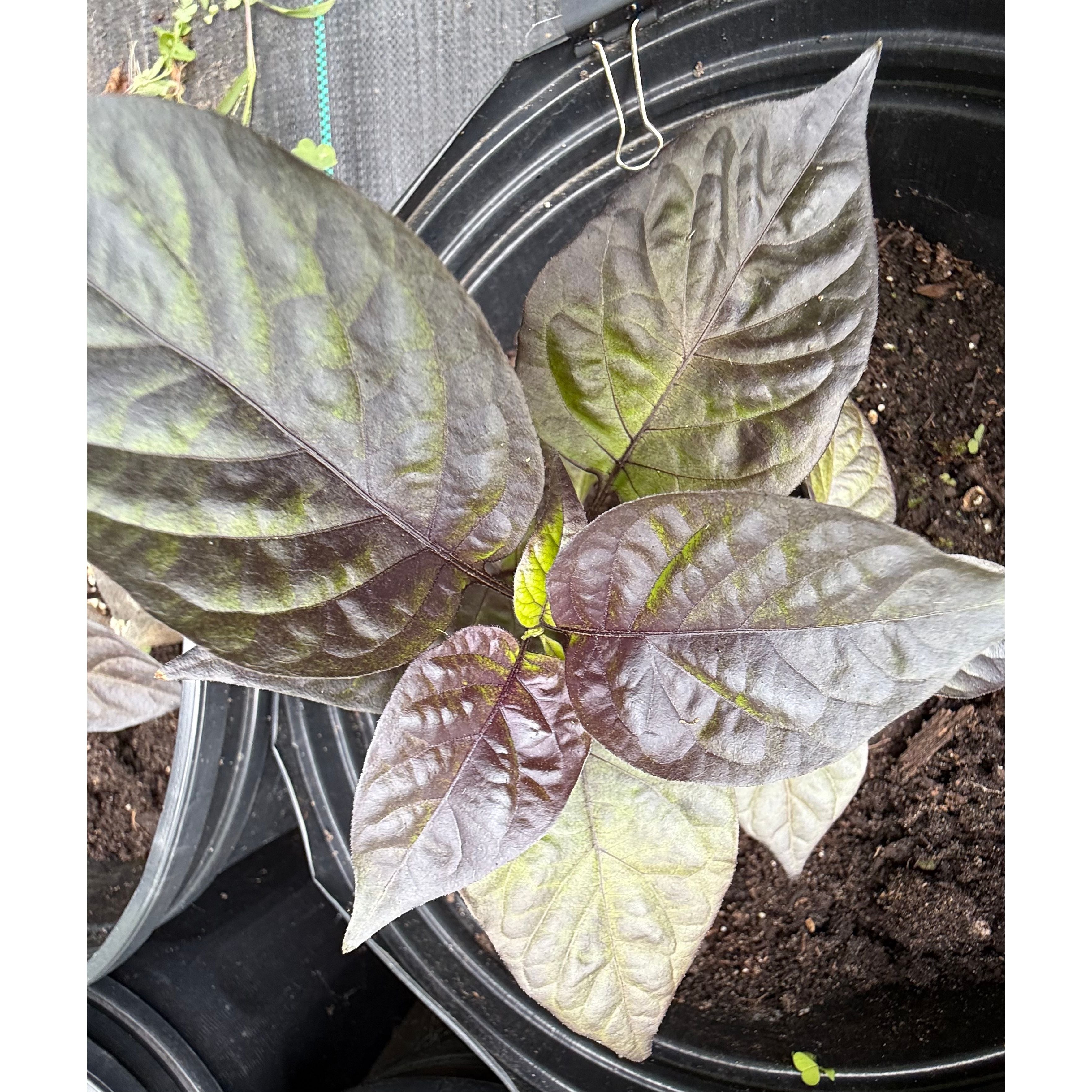 Pockmark - Cream Hot Pepper Seeds – Twelfth Fire Hot Pepper Co.
