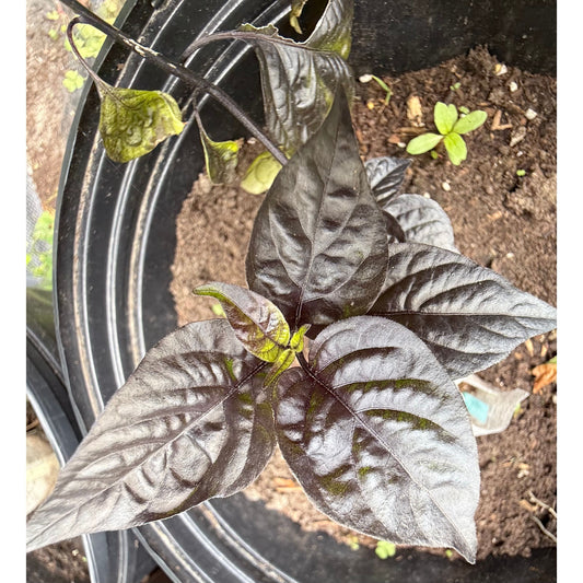 Pockmark - Peach Hot Pepper Seeds