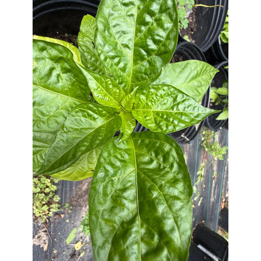 Graines de piment fort au chocolat Podzilla