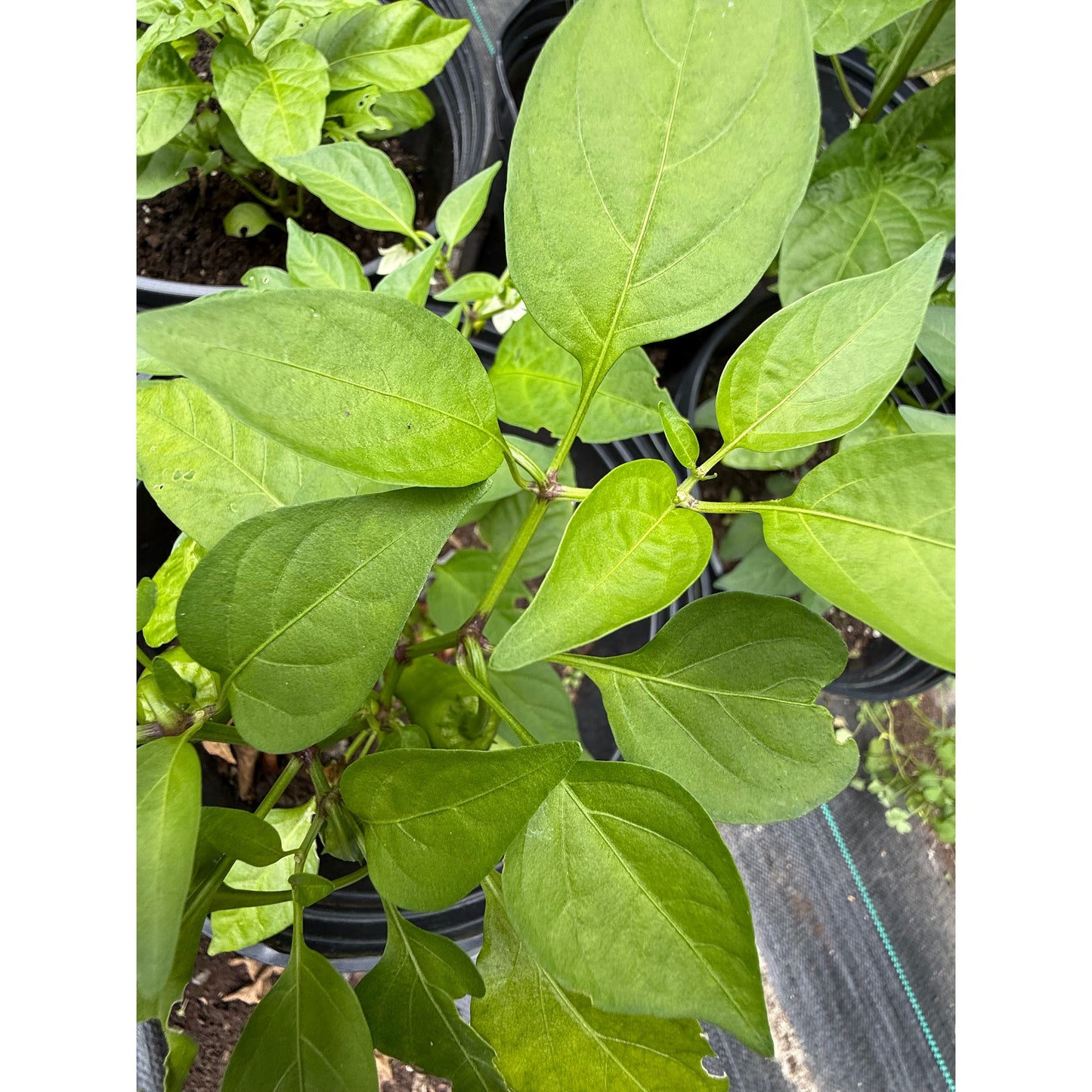 Graines de piment fort Pot-a-Peno