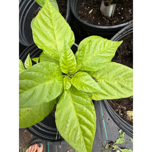 Primotalii - Golden Hot Pepper Seeds