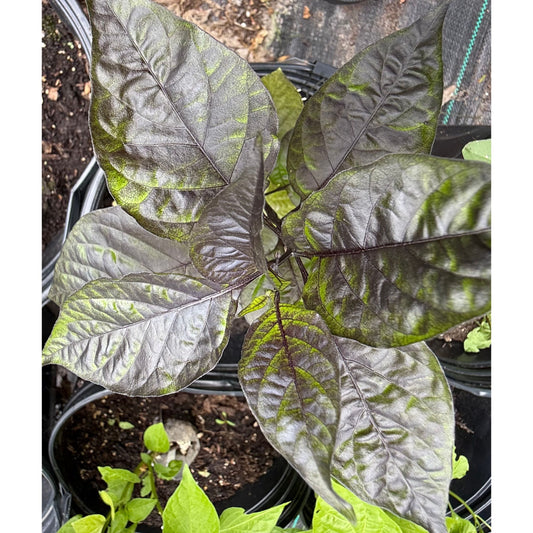 Purple Phantom Hot Pepper Seeds