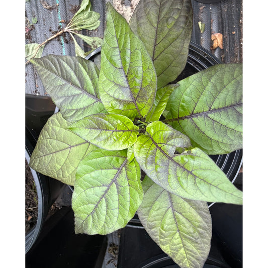 Purple Reaper X Naga Tiger Hot Pepper Seeds