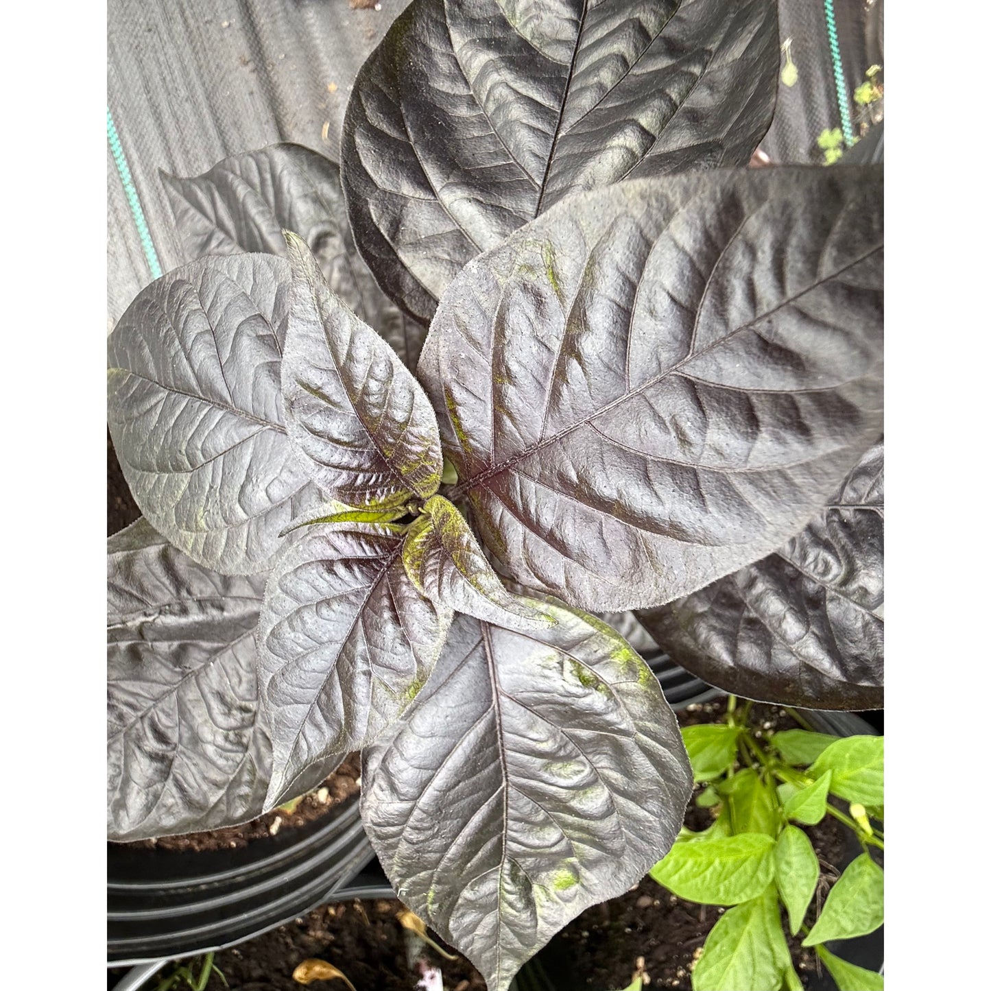 Graines de piment fort Purple Thundergum