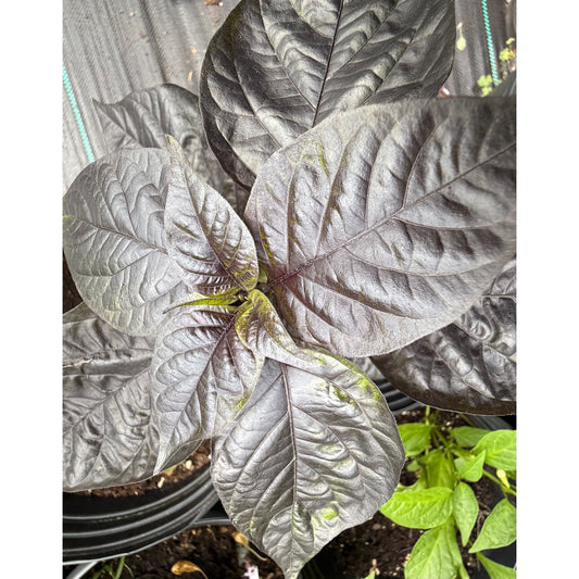 Graines de piment fort Purple Thundergum