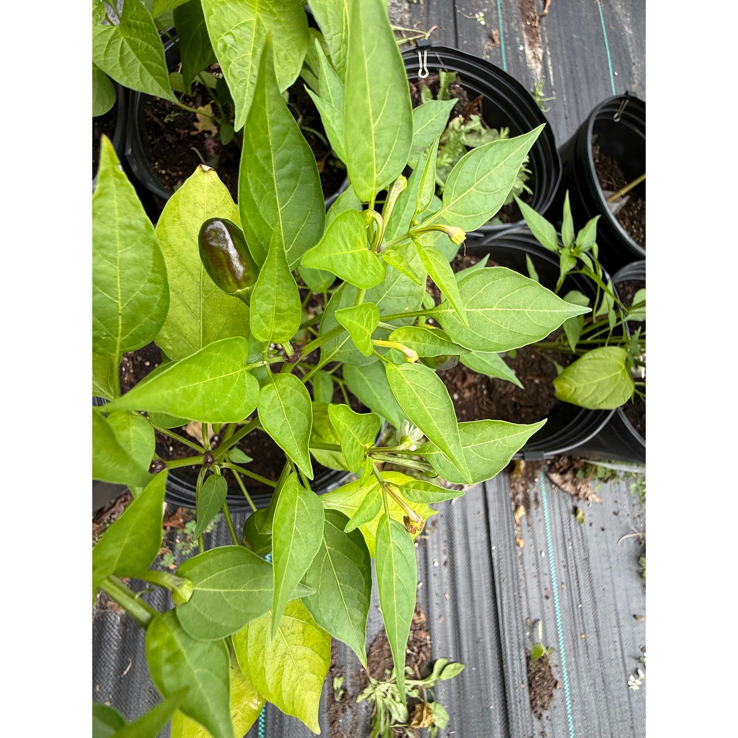 Graines de piment fort Purple Tiger