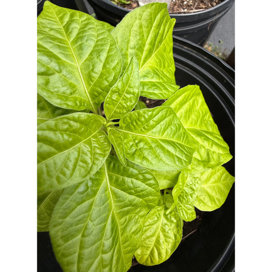 RB003 Hot Pepper Seeds