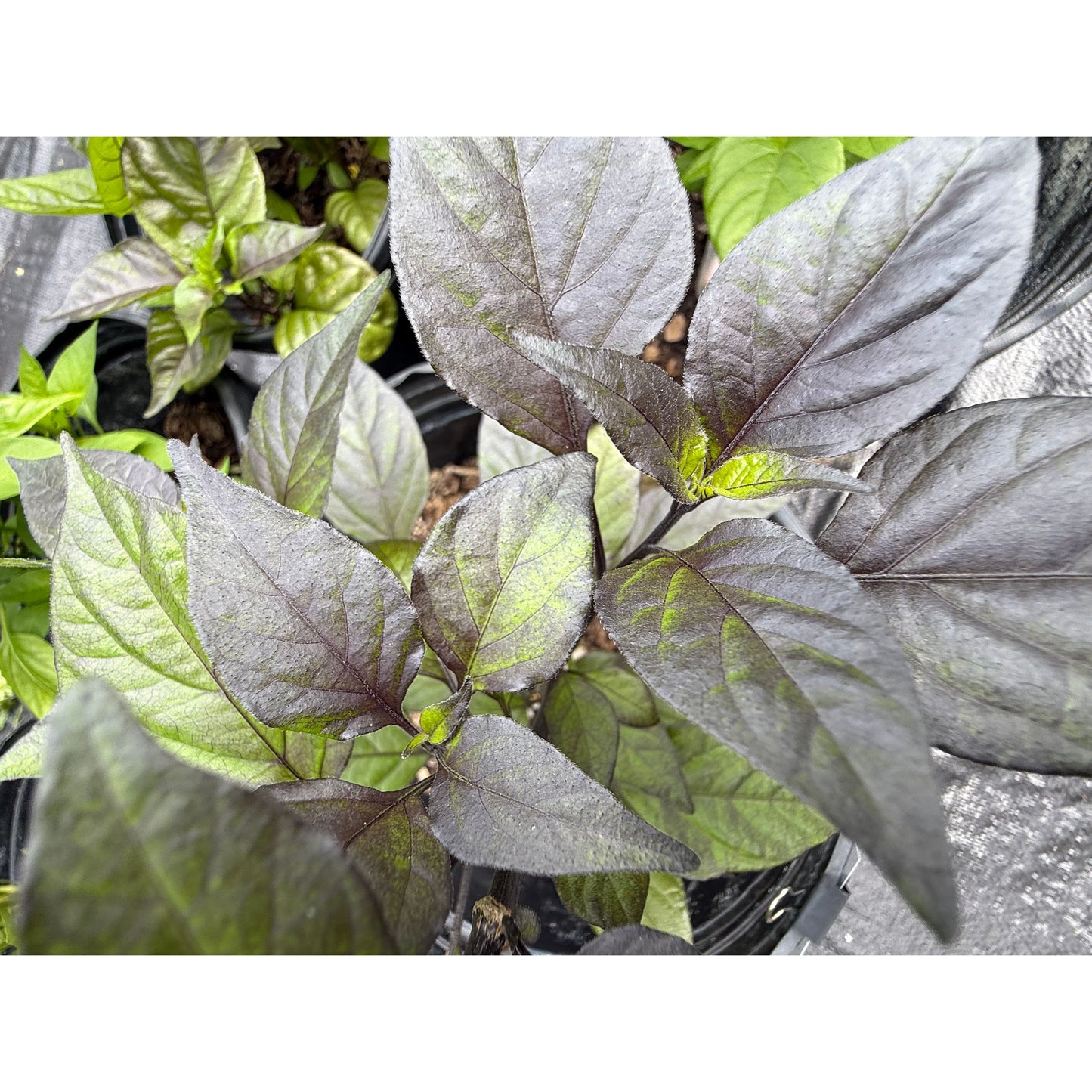 Red Shark - Graines de piment fort