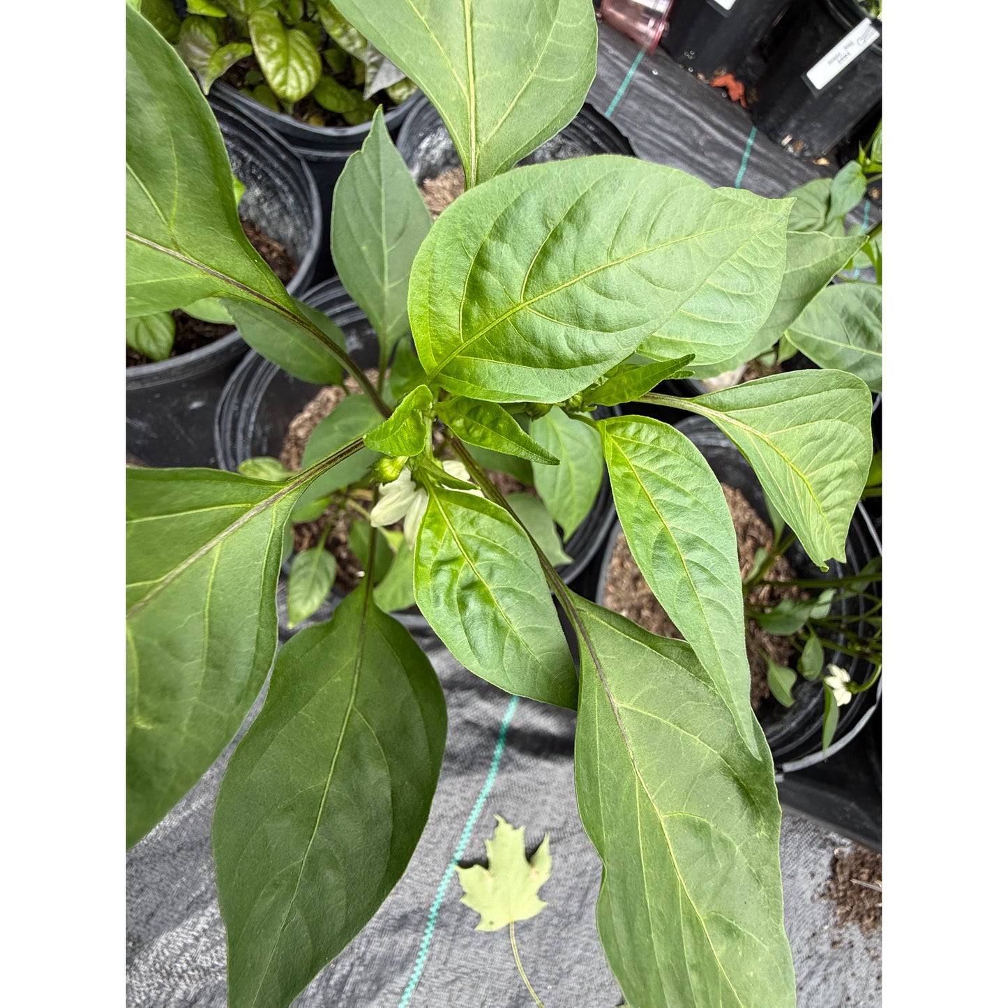 Rezha Macedonian (Heirloom) -  Hot Pepper Seeds