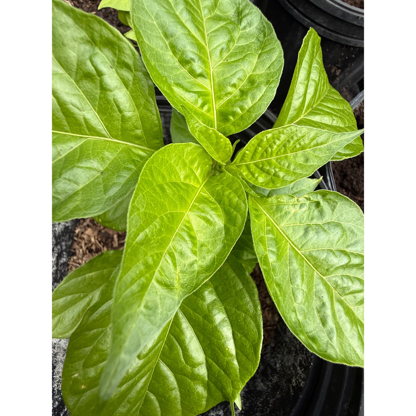 Graines de piment fort Rhino DD