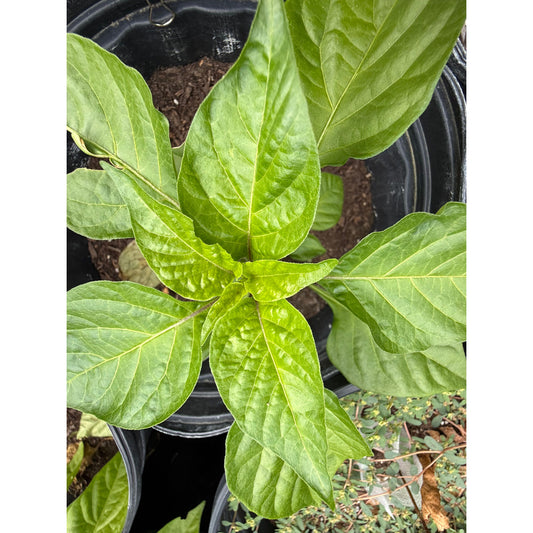 Scorpion - Chocolate  Hot Pepper Seeds