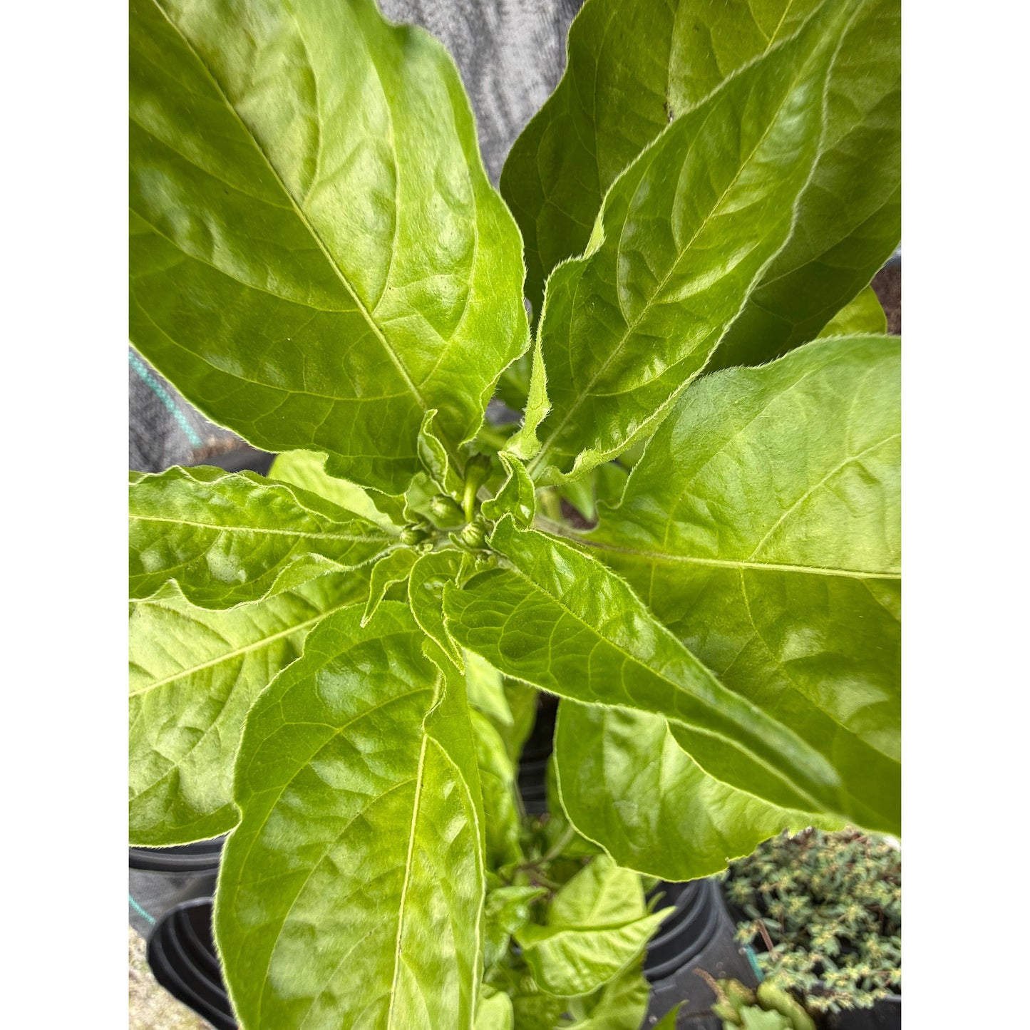 Scorpion - Graines de piment long et fort chocolat