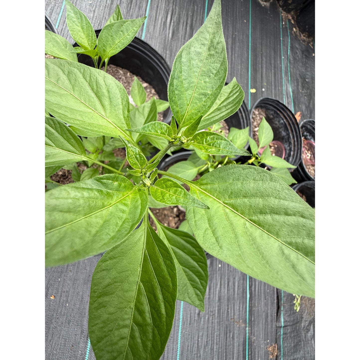 Graines de piment serrano-huasteco