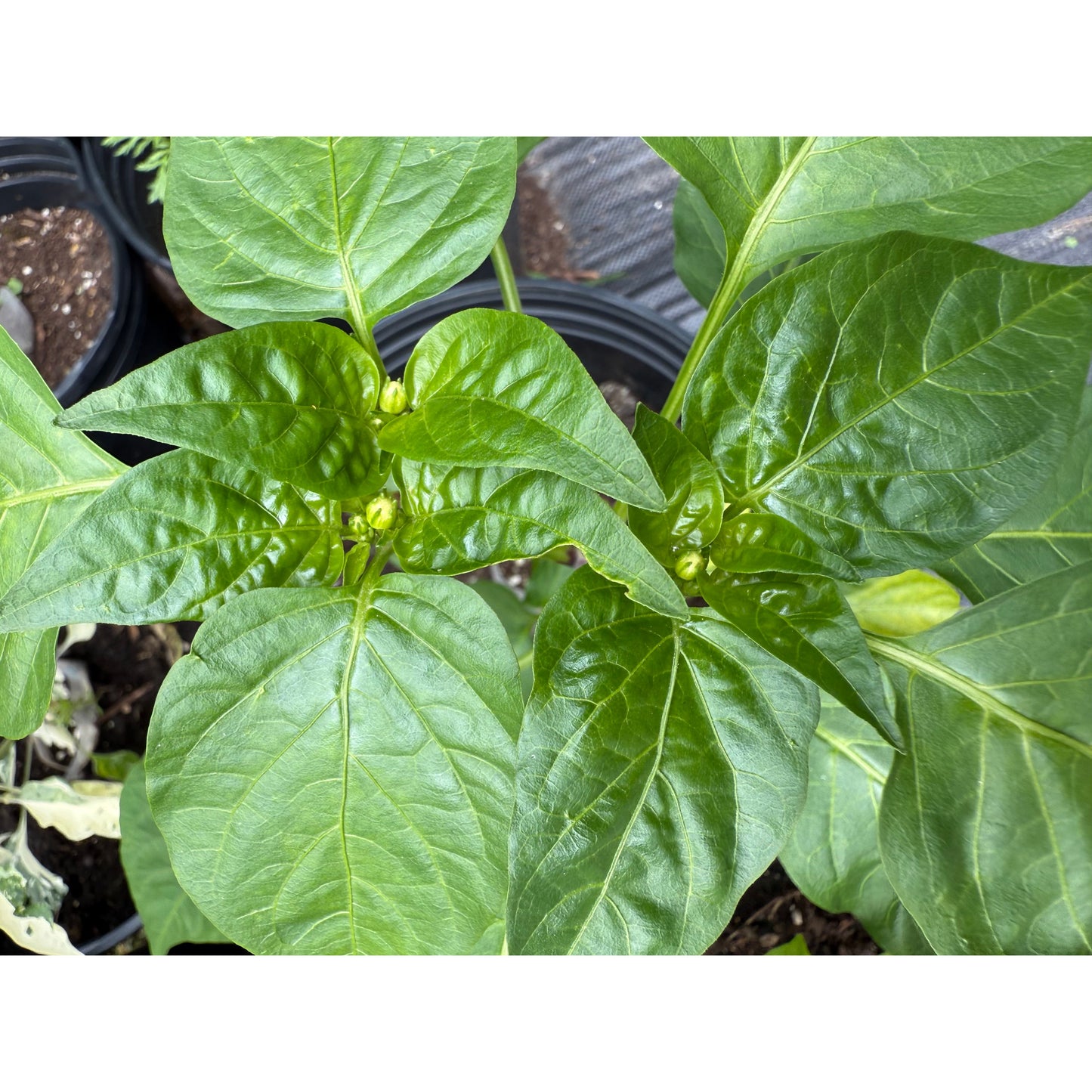 Graines de piment Snowball