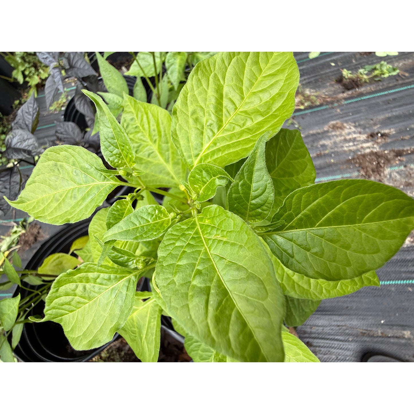 Graines de piment SR White Bell Stripey (Graines de piment fort)