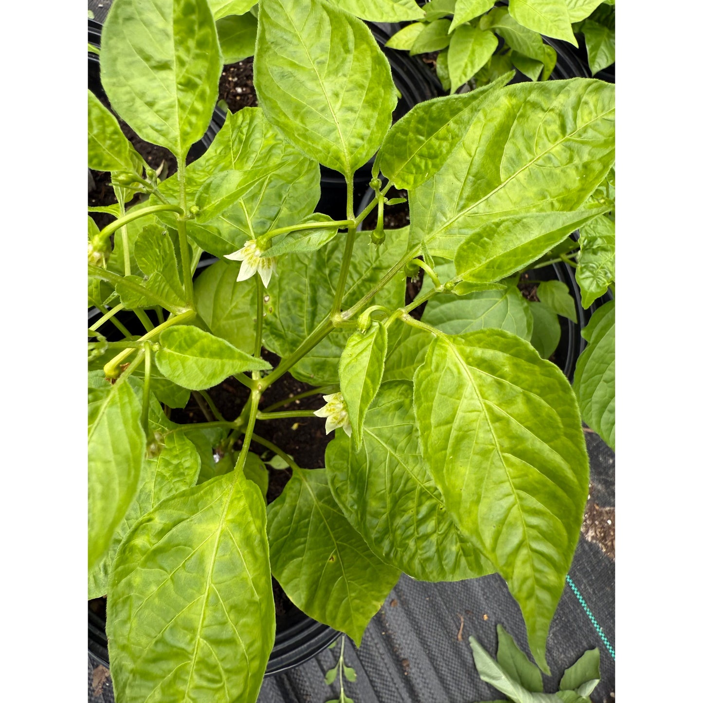 Graines de piment fort Sugar Rush Red