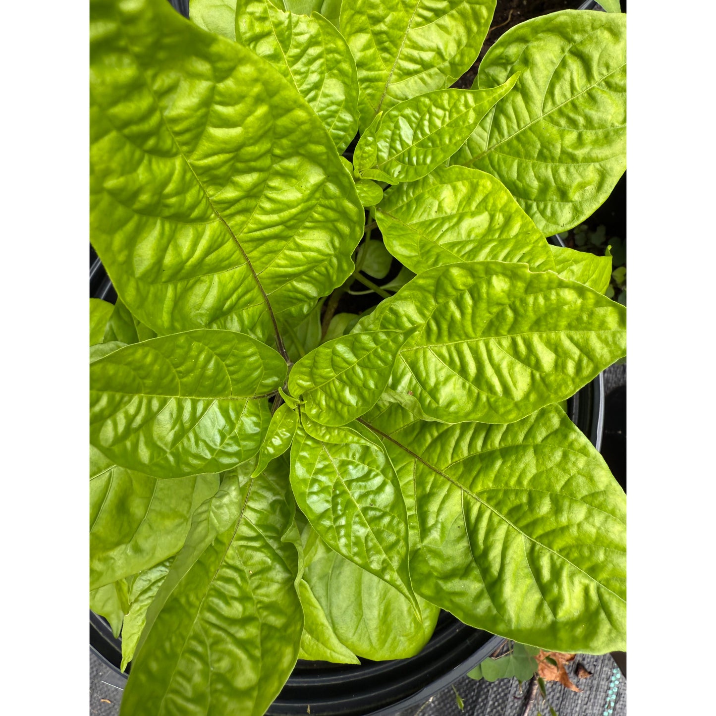 Graines de piment fort Swamp Thing